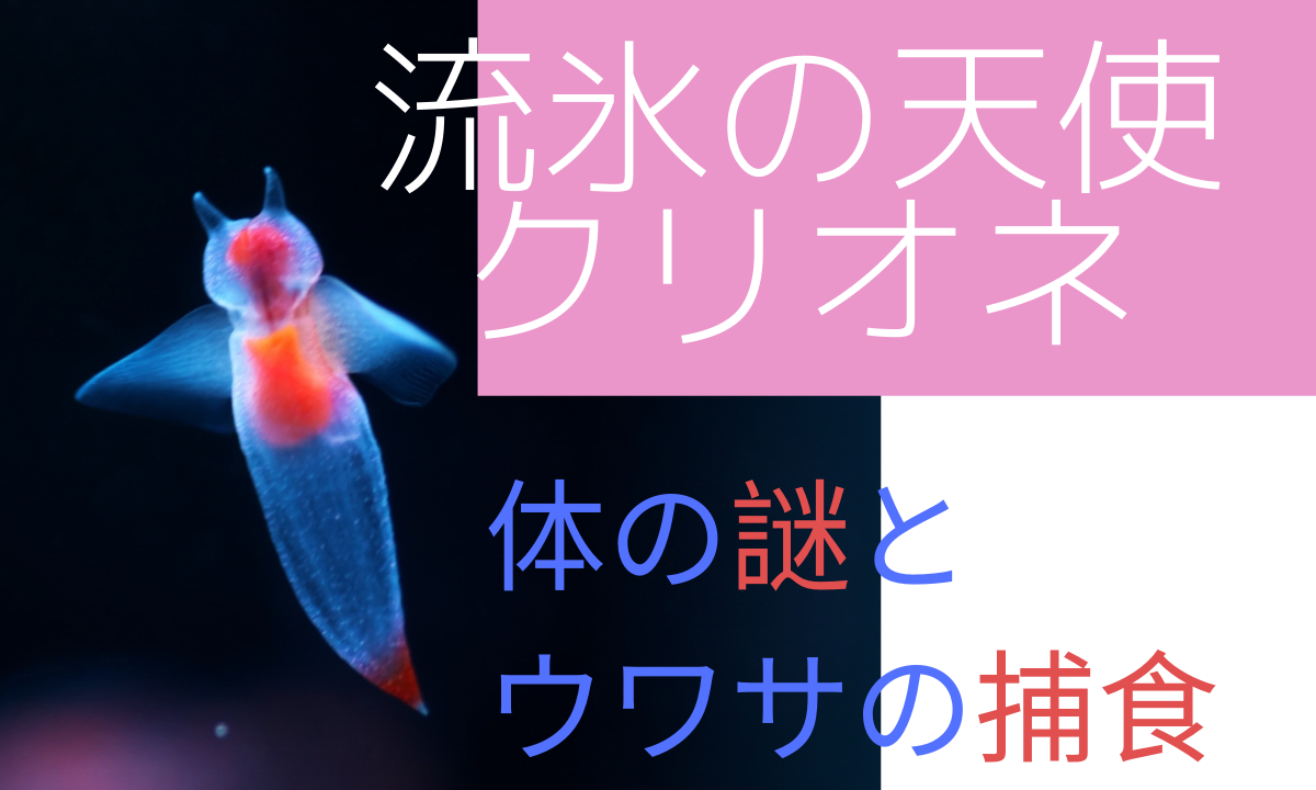 流氷の天使クリオネって結局何なの 名前の由来や体のヒミツ 天敵や捕食の謎まとめ えぞめぐり