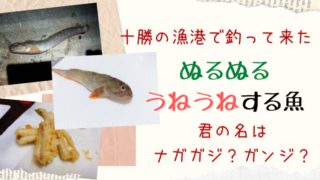 こまい 氷下魚 のオススメ食べ方 一夜干し 天ぷらが美味しい 下処理はハサミで簡単 えぞめぐり