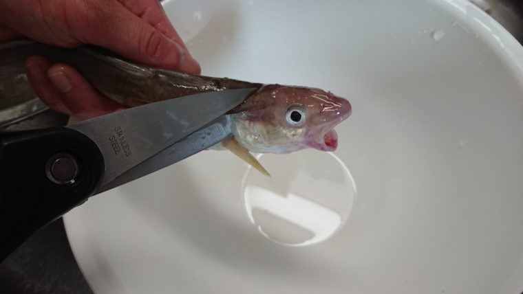 こまい 氷下魚 のオススメ食べ方 一夜干し 天ぷらが美味しい 下処理はハサミで簡単 えぞめぐり