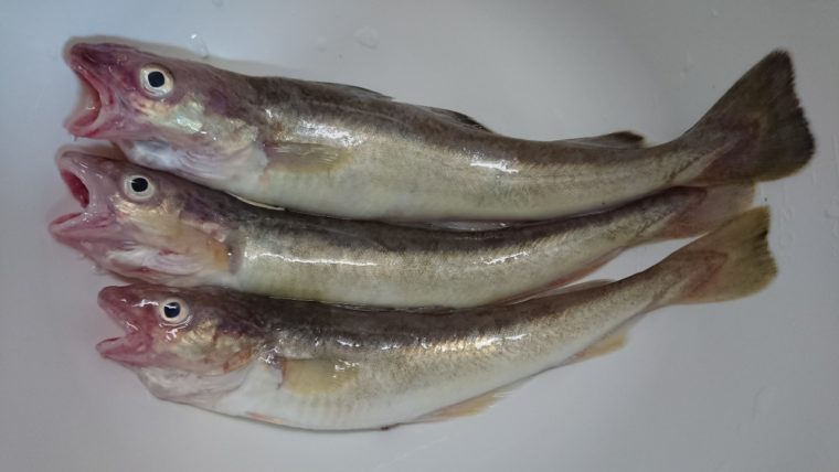 こまい 氷下魚 のオススメ食べ方 一夜干し 天ぷらが美味しい 下処理はハサミで簡単 えぞめぐり